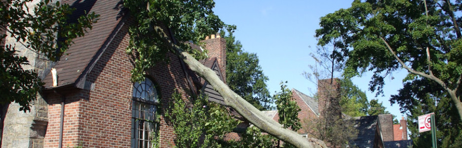 Tree Damage, Tree Cleanup From Storms